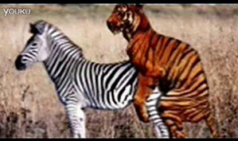 动物的交配视频,揭秘奇妙的交配瞬间